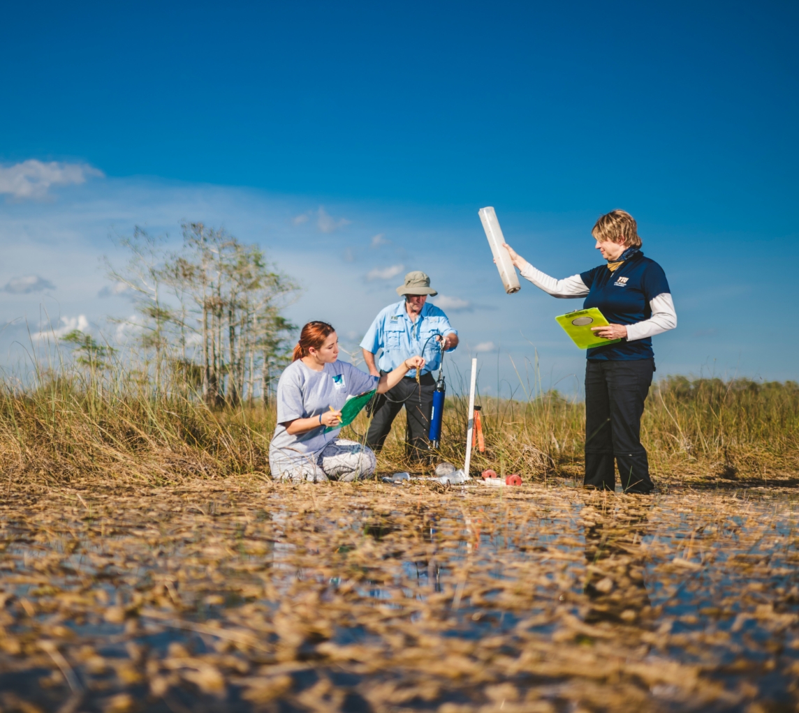 Well-composed, Everglades research photo